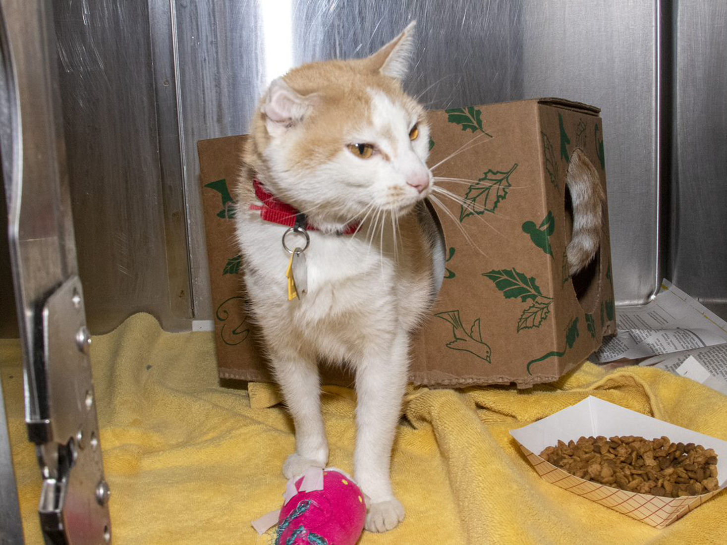 Last week's pet, still available: Juno